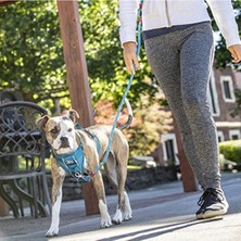 Aesco Hızlı Kilitli Köpek Koşum Takımı - Mavi, Orta Boy