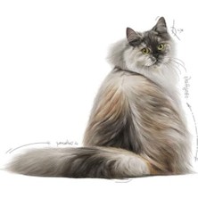 Aesco 4 kg Kedi Maması, Saç ve Deri Sağlığını Destekleyici Formül