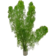 Get Store Cabomba Aquatica Bağ 6-8 Kök Canlı Bitki B018