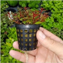 Aesco Canlı Bitki Saksısı - Ludwigia Mini Super Red ile Doğal Güzellik