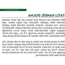 Aesco 100 Adet Tatlı Kandil Dolma Biberi Tohumu, Ata Tohumu