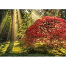 Aesco 1000 Parça Puzzle - Yıldızlı Gece Temalı
