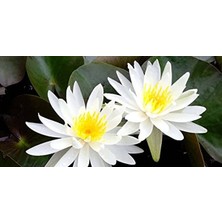 Aesco Nilüfer Lotus Çiçeği Tohumu, 10 Adet, Su Bitkisi Olarak Ideal