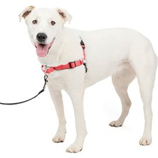 Larskas Konforlu ve Güvenli Köpek Koşum Takımı