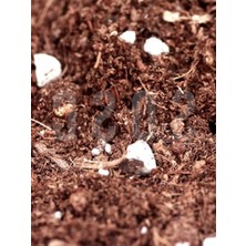 Larskas Özel Karışım Saksı Harcı, 1 Lt Torf Cocopeat ve Perlit