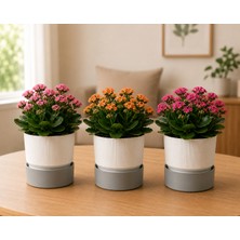Poliwork 2 Litre 3'lü Set Ixora 15 Plastik Saksı Tabaklı Dekoratif Çiçek Saksısı Modern Bitki Saksısı Ev Ofis Balkon Gri
