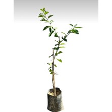 Aşılı Lime (Laym) Limon Fidanı - 2 Yaş - Tüplü - Canlı ve Sağlıklı