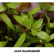 Die Grup Kolay Akvaryum Zemin Bitkisi - Canlı Hygrophila Polysperma Rosanervig