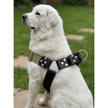 Balkonda Köpek Göğüs Tasması Dev Irk Ayarlamalı 3,5 cm Genişlik Palaska Kolon Kordon & Deri