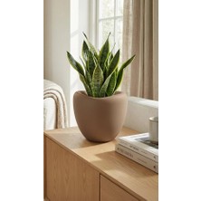 Poliva Home Lale Dekoratif Saksı 15 Lt - Orta Boy Modern Salon & Bahçe Saksısı Iç ve Dış Mekan Içliksiz