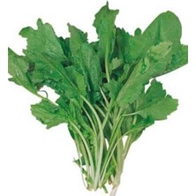 Alkasaz Tere Tohumu 10 gr