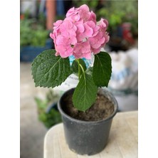 Isparta Gülü Şeker Pembe Ortanca Fidanı 10-20 cm