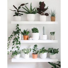Empressco Şık 50X15CM Beyaz Duvar Rafı, Dekoratif ve Fonksiyonel Kitaplık