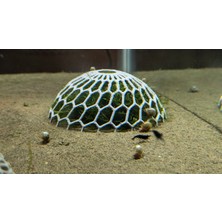 Belirtilmemiş ( 2 Adet ) Akvaryum Moss Dome – Yosun & Bitki Koruma Kubbesi