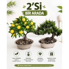 B&Nine 2'li Yapay Bonsai Ağaç Seti, Yapay Limon Ağacı + Yapay Çam Bonsai