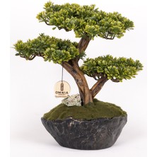 Omnia Concept Calipso Bonsai-5 Masaüstü Kullanıma Uygun Mini Yapay Bonsai Ağacı - 30X40 cm