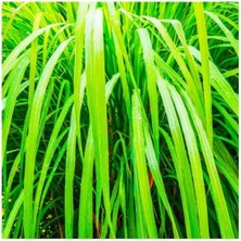 Aesco Saponificio Artigianale Fiorentino Sabun 200 gr (1) - Vetiver
