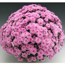 Branfountain Pink Krizantem Kasımpatı Çiçeği Fidesi (1 Adet)