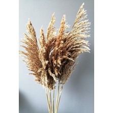 Alyones Kuru Çiçek Pampas 7 Adet 100 cm Boy