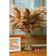 Alyones 10 Adet Kabarık Pampas Otu 100CM Doğal Kuru Pampas Dekor Boho Oda Çiçekleri Dekorasyonu