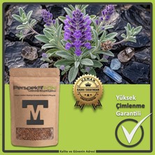 PerspektifFDN Adaçayı Çiçeği Tohumu (Salvia) - Mor ve Mavi Çiçekli Çok Yıllık Aromatik Bahçe ve Saksı Tohumu (Yüksek Çimlenme) (10 Adet)