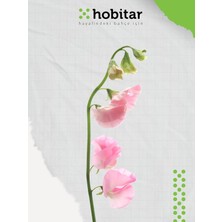 Genta Hobitar Nazende Çiçeği Tohumu - 12 Adet
