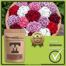 PerspektifFDN Kokulu Hüsnüyusuf Çiçeği Tohumu (Dianthus Barbatus) - Karışık Renkli Çok Yıllık Kesme Çiçek Saksı Tohumu (Yüksek Çimlenme) (25 Adet)