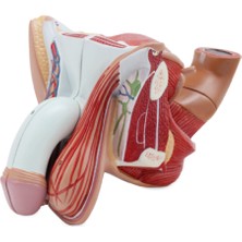 EgeAnatomi Maketleri Erkek Genital Organ Modeli, 4 Parçalı - Genital Organ Maketi