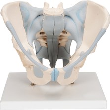 EgeAnatomi Maketleri Erkek Pelvis Maketi, Ligamentli - Pelvis Model