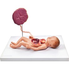 EgeAnatomi Maketleri Fetal Kan Dolaşım Sistemi Modeli, 6 Parçalı - Fetal Dolaşım Sistemi Maketi