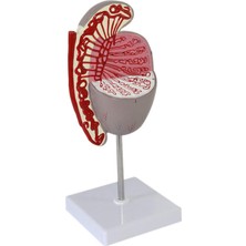 EgeAnatomi Maketleri Testis Modeli, 10X Büyütülmüş - Testis Maketi