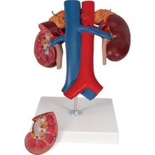 EgeAnatomi Maketleri Böbrek Üstü Bezleri, Çıkan Üreterler, Renal Damarlar ve Büyük Damarları Içeren Insan Böbrek Modeli, Gerçek Boyut, 2 Parçalı - Böbrek Maketi