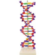 EgeAnatomi Maketleri Çift Sarmal Dna Modeli (24 Baz Çifti, 2 Dönüş) -  Dna Modeli - Dna Maketi