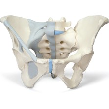EgeAnatomi Maketleri Kadın Pelvis Modeli, Ligamentli, 3 Parçalı - Kadın Pelvis Maketi