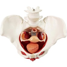 EgeAnatomi Maketleri Pelvik Taban Kasları ve Pelvik Organlar, 4. ve 5. Lomber Omurlar ile Kadın Pelvis Maketi, 8 Parçalı - Kadın Pelvis Modeli