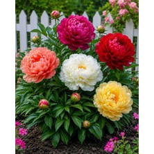 CSY 12 Adet Şakayık Çiçeği Yumrusu..karışık Renkler.yeni Mahsul.5 Renk Karışık.
