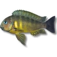 Tropheus Karma Yem Paketi