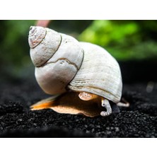 Moss Akvaryum White Wizard Salyangoz 2 Adet (Beyaz Büyücü Salyangoz)
