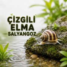 Moss Akvaryum Çizgili Elma Salyangoz 2 Adet