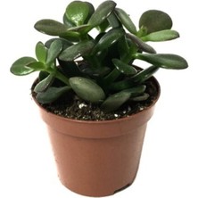 Isparta Gülü Sukulent Para Ağacı Şans Ağacı Crassula Ovata 10-20 cm