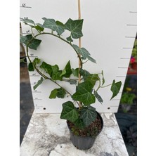Isparta Gülü Hedara Helix Sarmaşık Fidanı 10-20 cm