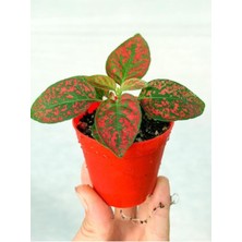 Isparta Gülü Hostes Fittonia Hypoestes Çiçeği Fidanı Çilli Kırmızı 10-20 cm