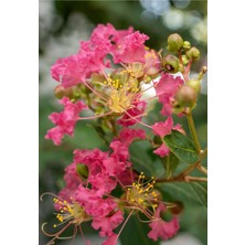 Isparta Gülü Oya Ağacı Fidanı (Lagerstroemia Archerana) Tüplü Canlı Süs Bitkisi - Bahçe ve Balkon Için