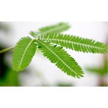 Isparta Gülü Mimosa Pudica Küstüm Çiçeği Fidanı 10-20 cm