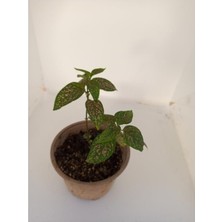 Isparta Gülü Pembe Benek Fittonia Hostes Çiçeği Fidanı 10-20 cm