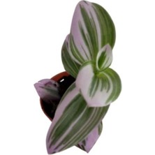 Isparta Gülü Yeşil Pembe Tradescantia Nonuk Telgraf Çiçeği Fidanı 10-20 cm