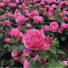 Isparta Gülü Kokulu Pembe Gül Fidanı 10-20 cm