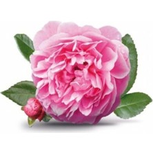 Rosa Damascena Reçellik Gerçek Isparta Gülü Fidanı 10-20 cm