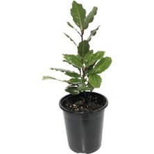 Isparta Gülü Defne Fidanı Laurus Nobilis 10-20 cm