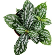 Isparta Gülü Pilea Cadierei Karyağdı Çiçeği Iç Mekan Bitkisi 10-20 cm